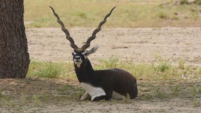full shot of wild male blackbuck or antilope cervicapra or indian antelope closeup or portrait in natural green background at Blackbuck National Park Velavadar bhavnagar gujrat india asia