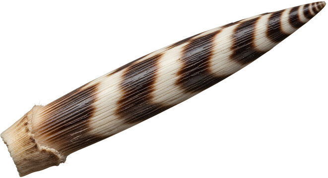 "Auger Shell"-Bilder: Stock-Fotos & -Videos. | Adobe Stock