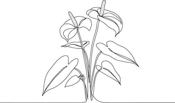 Elegant line drawing showcasing anthurium plant with its distinc