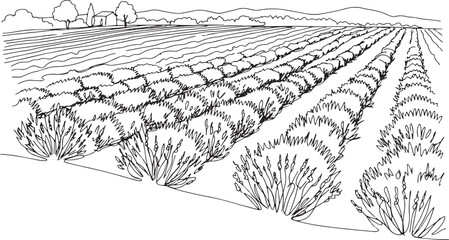Tranquil line art landscape of lavender fields stretching to the