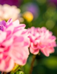 Close-up of pink dahlia blossoms in garden