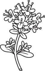 Elegant Wild Thyme Flower Outlined Illustration for Botanical Co