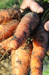 Harvested carrot crop in the field in the hands of a farmer. Close-up photo. Growing vegetables in...