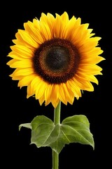 Obraz premium Single Vibrant Yellow Sunflower Close Up