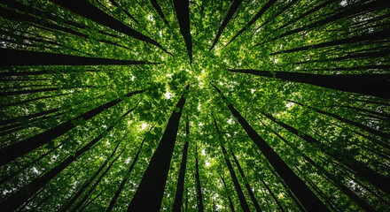 Low-angle view of lush green forest canopy, tall tree trunks reaching skyward, sunlight filtering through leaves, representing nature, serenity, and environmental conservation