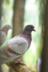 Two gray doves are on a tree branch. Indonesian doves. Olumbidae. Order Columbiformes. Dove.