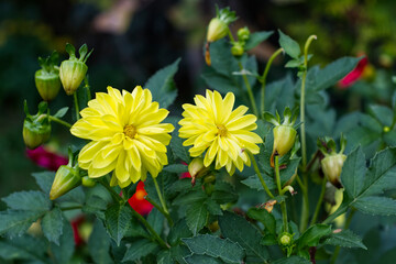 yellow and red flowers