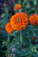 orange zinnia flower