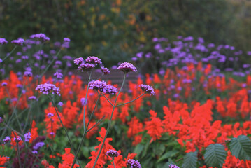 field of purple flowers