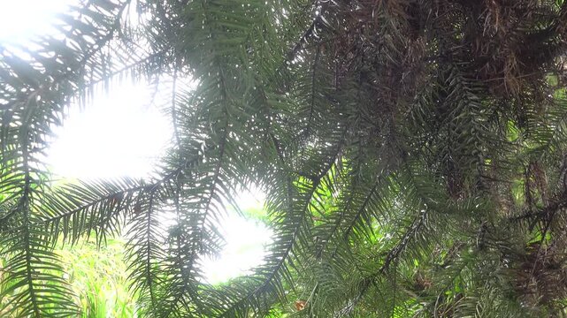 China-fir Cunninghamia evergreen coniferous tree (Cupressaceae) branch. Tropical gymnospermous forest. Island Borneo. Dense wood