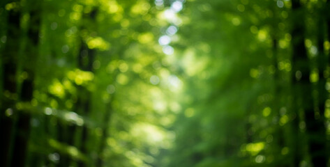 Obraz premium Blurred view through a forest with green trees and sunlight, where bright rays filter through leaves to create a warm and serene natural atmosphere.