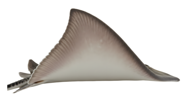 Stingray Illustration