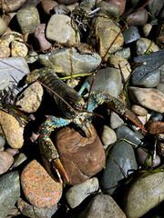 Blue Lobster on Rocky Shore with Seaweed at Night