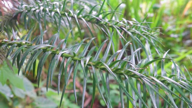 China-fir Cunninghamia evergreen coniferous tree (Cupressaceae) branch. Tropical gymnospermous forest. Island Borneo. Dense wood