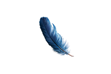 Detailed close-up of a single, vibrant blue feather