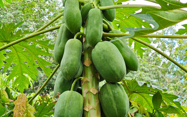 Green papaya on the tree