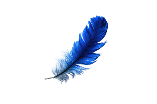 Close-up of a vibrant blue and white feather against a transparent background