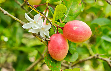 Carunda or Karonda fruit on tree organic garden