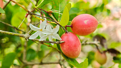 Carunda or Karonda fruit on tree organic garden