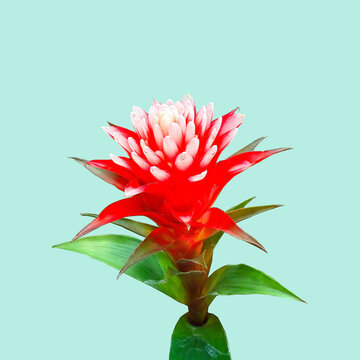 Guzmania rossa - Guzmania lingulata