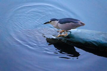 Black-crowned Night Heron Patiently Waiting for Prey

