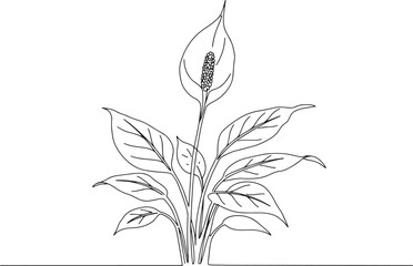 Fototapeta premium Elegant Peace Lily: A Delicate Line Drawing of Floral Serenity a