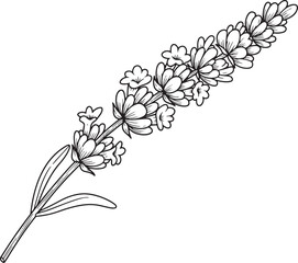 Elegant monochrome lavender sprig illustration for botanical des