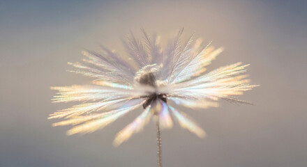 Obraz premium Ethereal close-up of a delicate seed head with a radiant, iridescent light halo against a soft, blurred background.