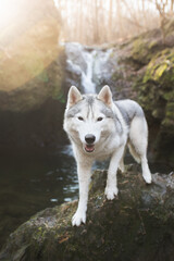 cute young siberian husky dog standing on a rock in a forest with a waterfall in the background