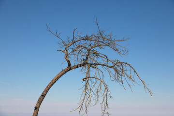 The leafless tree against a blue sky in Mielno, Poland