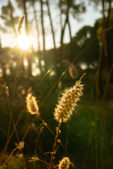 Grass in the morning sun