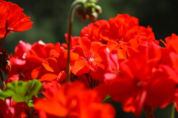 The red inflorescence of blooming geraniums