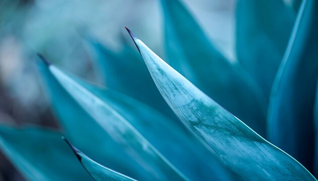 Close-up of vibrant turquoise agave leaves