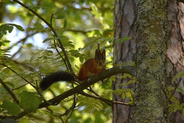 A cute squirrel is sitting on a tree branch in a forest in sunny summer day.