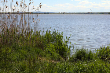 These plants are on the shore of Jamno Lake in Mielno, a seaside town in Poland