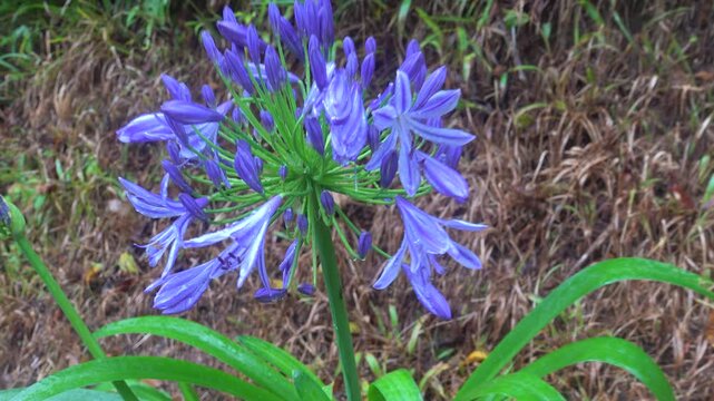 It is like Agapanthus blue flower. The African lily of love. Malaysia, Island Borneo, Kinabalu mountain, wild rainforest