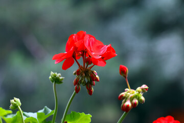 A geranium in bloom on a sunny day