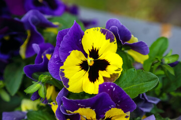 Colorful pansies grow in a flowerbed in Mielno, a seaside town in Poland