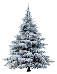 PNG Christmas tree snow snow-covered evergreen.