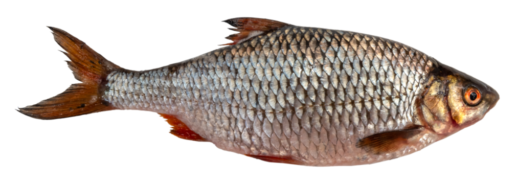 River fish on white background. Roach isolate