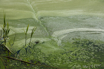 Duckweed covers the surface of Jamno Lake in Mielno, Poland