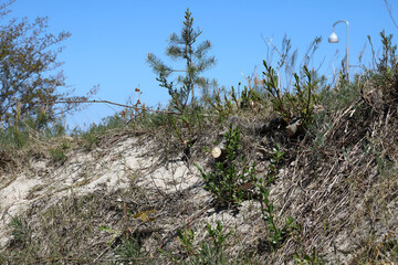 Mielno, Poland, has a coastal area characterized by sandy dunes covered with various plants