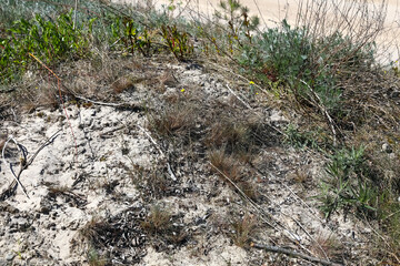 Sandy dunes with various plants growing on them in Mielno, Poland