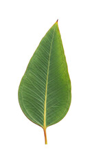 Single Green Leaf Isolated on Transparent Background