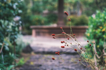 好古園、世界遺産の隣に設けられた古風な日本庭園の風景、兵庫、日本