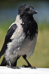 A crow is sitting on a bridge railing outdoor in sunny summer day.