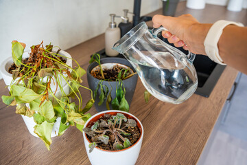 Female hand watering dry houseplants from a glass pitcher after a long absence. Restoring care, emotional reconnection, and hope for revival.