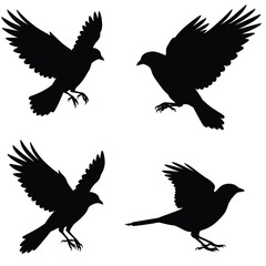 Four black silhouettes of birds in different flying positions on white background