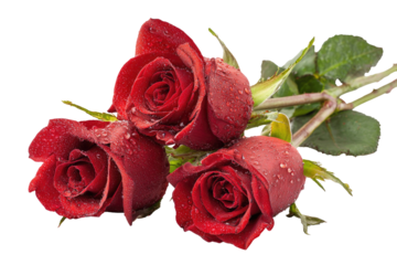 Close-up of three red roses with water droplets