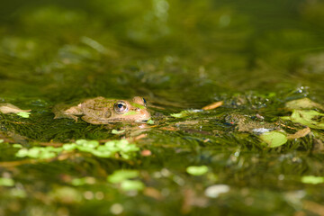 Close-up of a pool frog (Pelophylax lessonae) resting in shallow water in its natural habitat